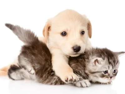 Garde de chiens et chats