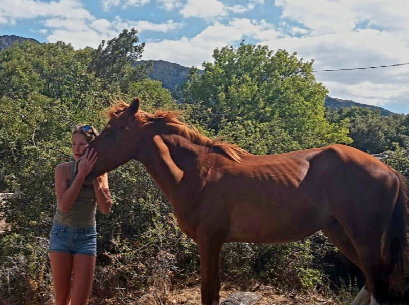 Garde et promenade animaux